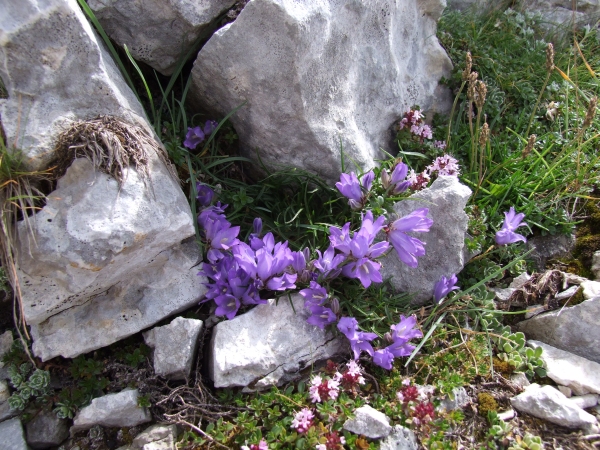 Fioriture in quota